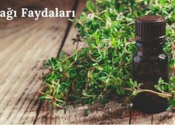 Kekik Yağı Faydaları